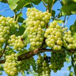 grapes-2656259_1280