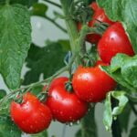 tomatoes-1561565_1280